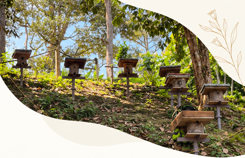 Wooden kelulut hive boxes on posts across a leafy hillside beneath tall trees.