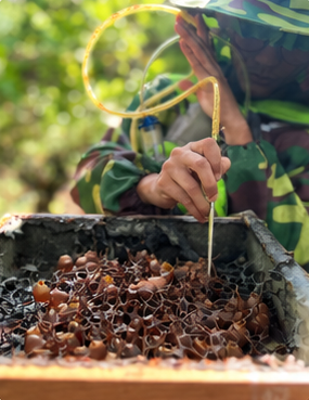 A beekeeper in camouflage carefully harvesting honey pots from an open hive.