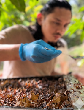 A gloved team member inspecting honey pots inside an open hive tray.